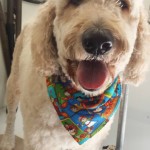 Mobile-dog-grooming-new-tampa