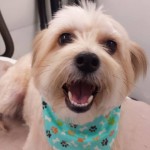 Mobile-pet-grooming-dade-city