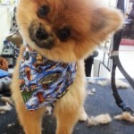 Dog Grooming New Tampa