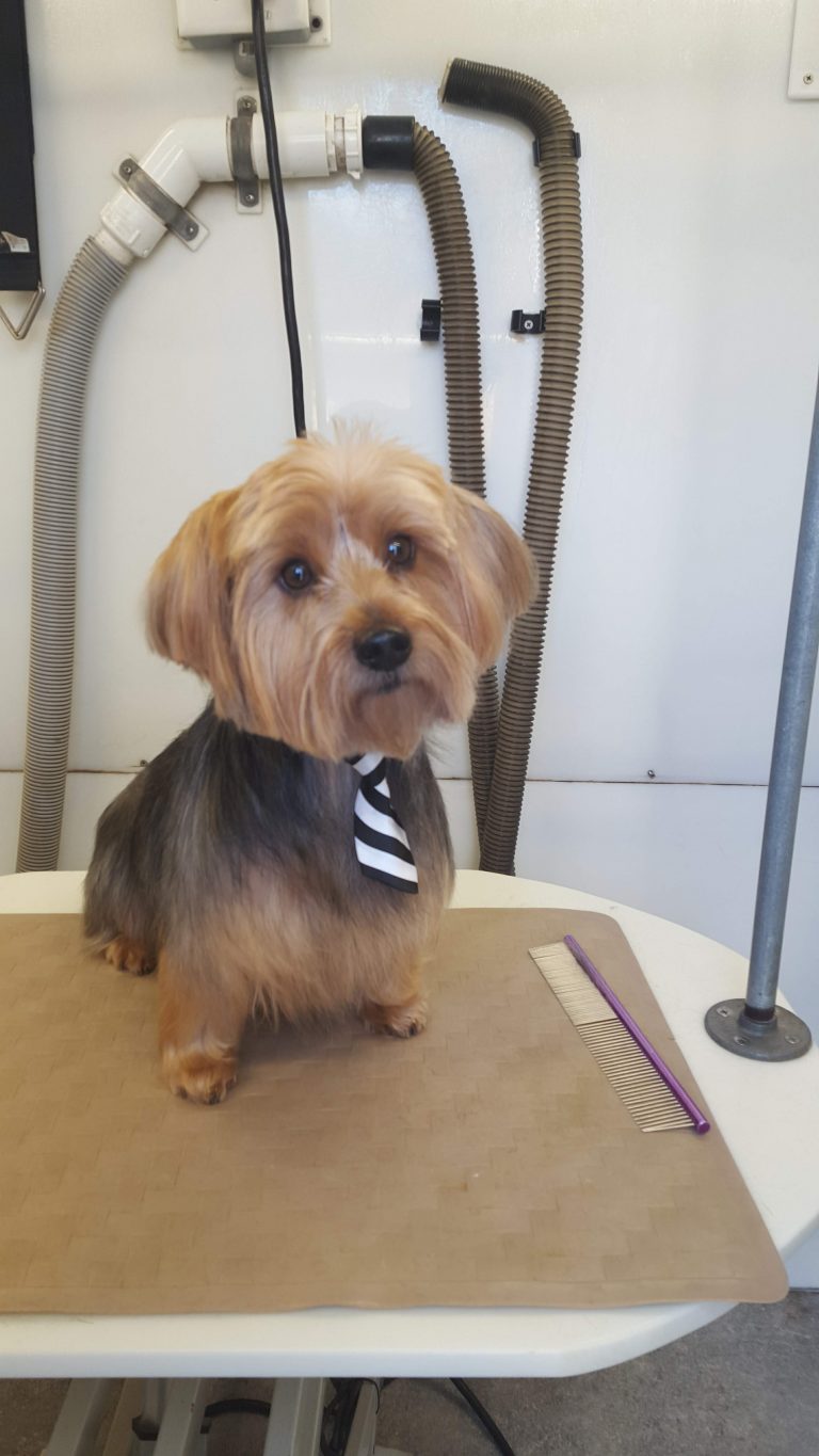 CONVENIENCE - Park N Bark Mobile Dog Grooming