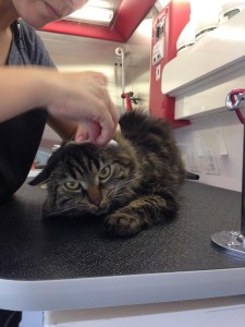 CAT Royal 