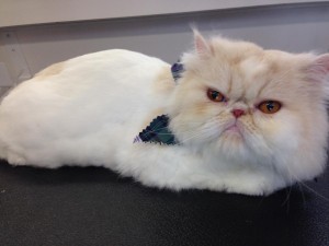 Garfield 