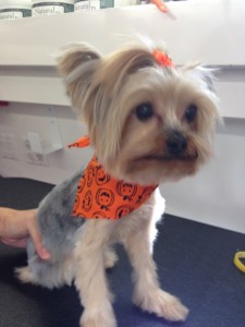 Yorkie! 
