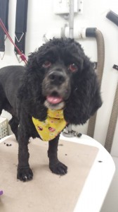 dog-groomer-arbor-greene-fl