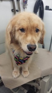 dog-groomer-near-lando-o-lakes-fl