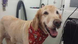 dog-grooming-dade-city-fl