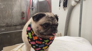 dog-grooming-land-o-lakes-fl