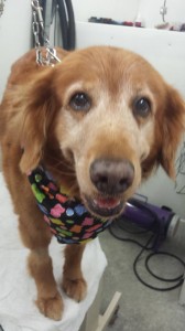 dog-grooming-near-land-o-lakes-fl