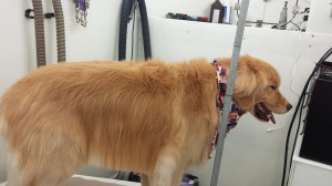 dog-grooming-near-lutz-fl