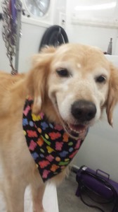 dog-haircut-land-o-lakes-fl