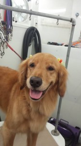 dog-mobile-groomer-land-o-lakes-fl