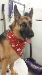 dog-mobile-groomer-near-dade-city-fl