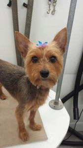 dog-mobile-groomer-near-land-o-lakes-fl