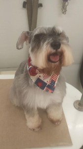 dog-mobile-grooming-dade-city-fl