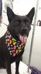 dog-mobile-grooming-land-o-lakes-fl