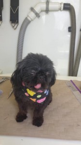 dog-mobile-grooming-near-land-o-lakes-fl