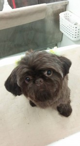 groomer-near-wesley-chapel-fl