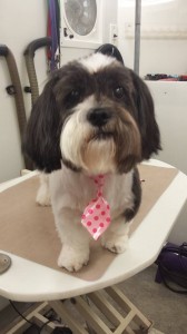 groomer-near-zephyrhills-fl