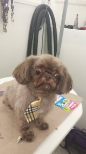 grooming-near-land-o-lakes-fl