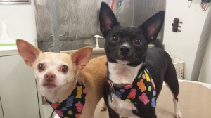 mobile-dog-groomer-land-o-lakes-fl