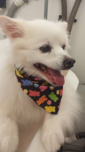 mobile-dog-grooming-kingshyre-fl