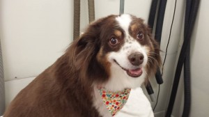 mobile-groomer-dade-city-fl