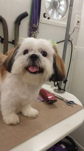 mobile-groomer-land-o-lakes-fl