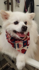 mobile-pet-groomer-dade-city-fl