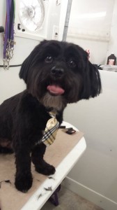 mobile-pet-groomer-land-o-lakes-fl