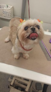 mobile-pet-groomer-near-land-o-lakes-fl