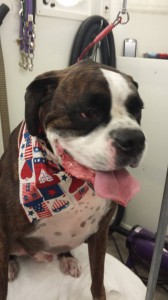 mobile-pet-groomer-near-wesley-chapel-fl