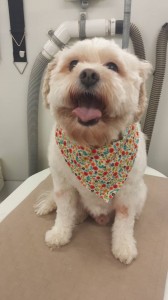 mobile-pet-grooming-near-wesley-chapel-fl