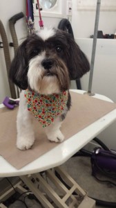 mobile-pet-salon-dade-city-fl