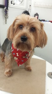 pet-groomer-land-o-lakes-fl