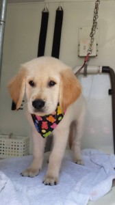 pet-grooming-dade-city-fl