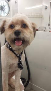 pet-grooming-near-new-tampa-33647-fl