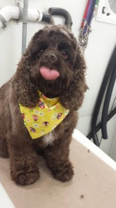 pet-grooming-near-wesley-chapel-fl