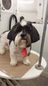 pet-grooming-seven-oaks-fl