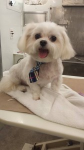 pet-haircut-land-o-lakes-fl