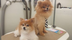 pet-mobile-groomer-land-o-lakes-fl