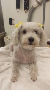 pet-mobile-groomer-near-land-o-lakes-fl